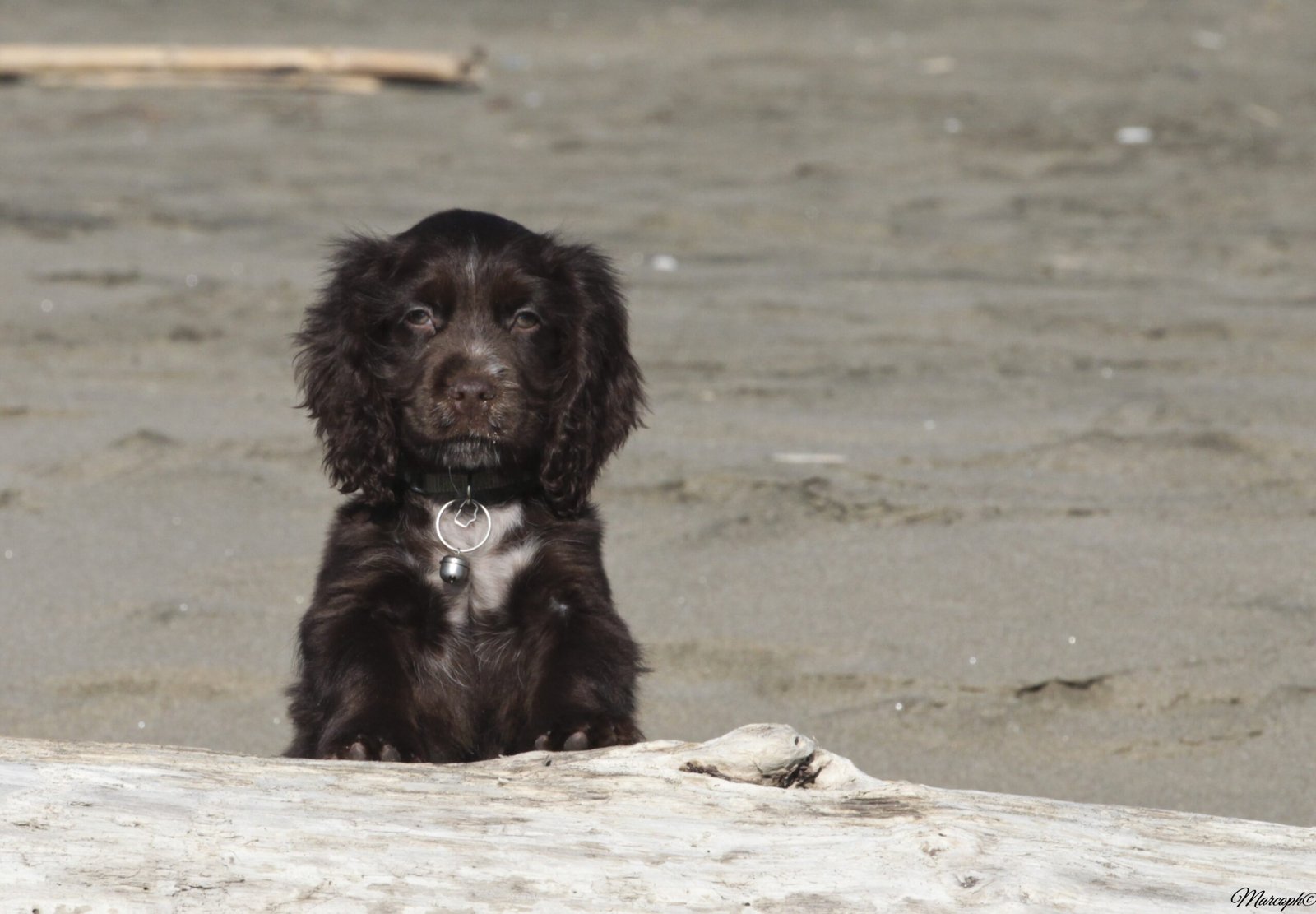 Corso addestratori ENCI – Sezione 3