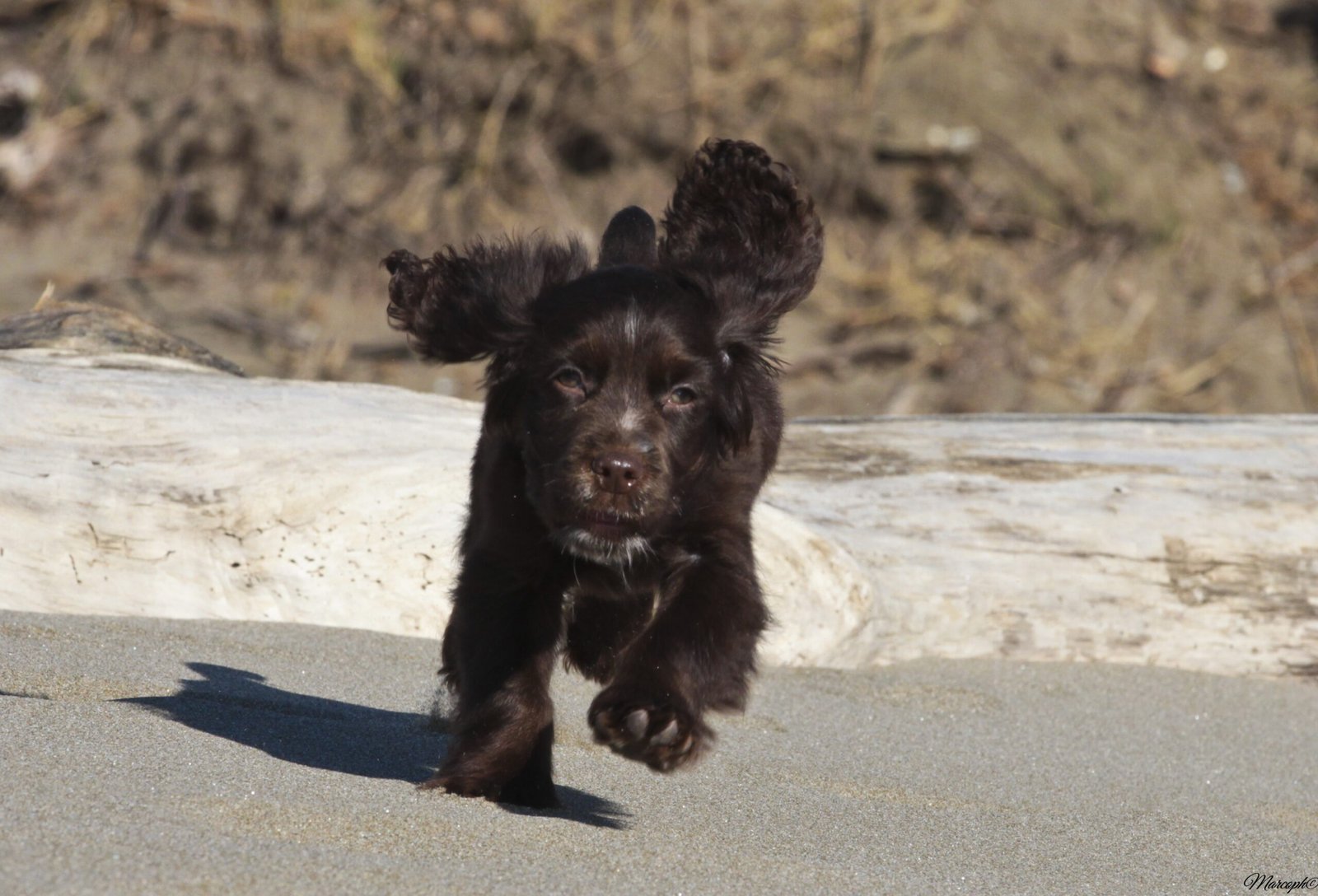 Obbedienza funzionale: il cane da lavoro