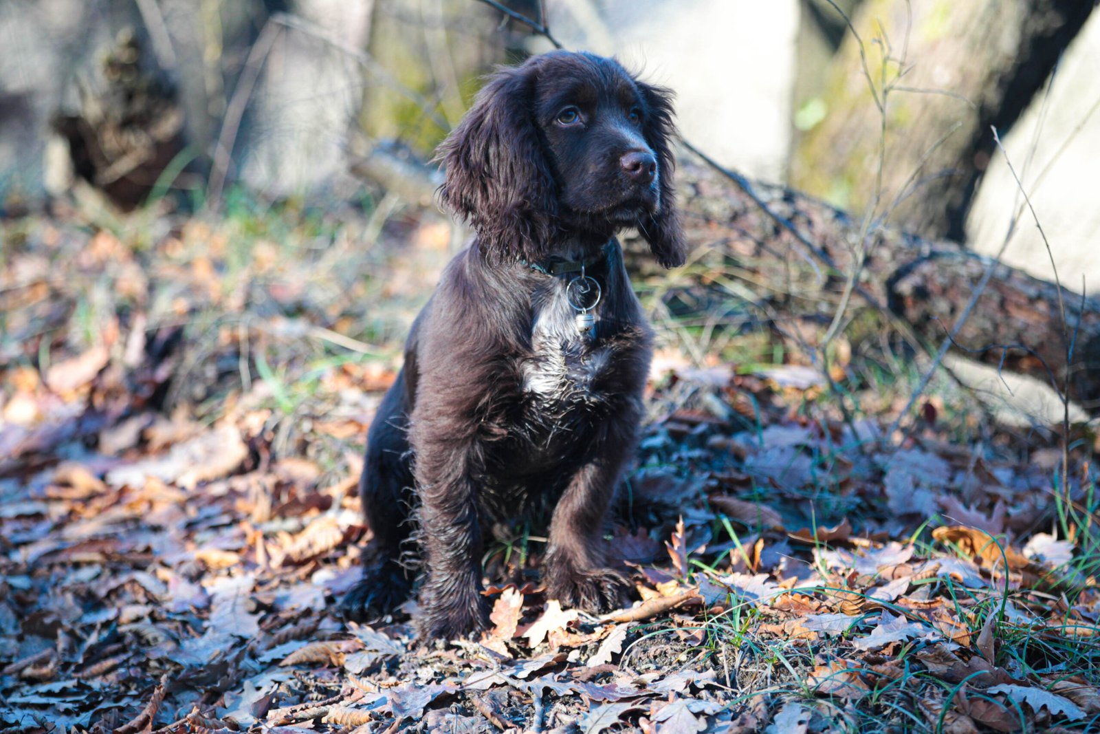 Il cane da tracking ed il cane da trailing, tra potenzialità e bias.