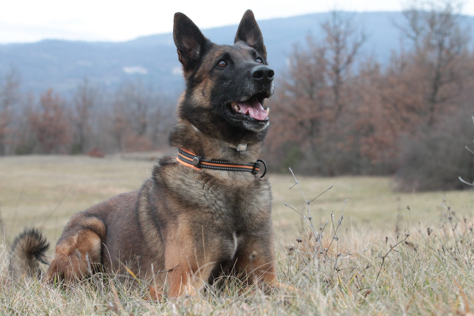 Corso addestratori ENCI – Sezione 1