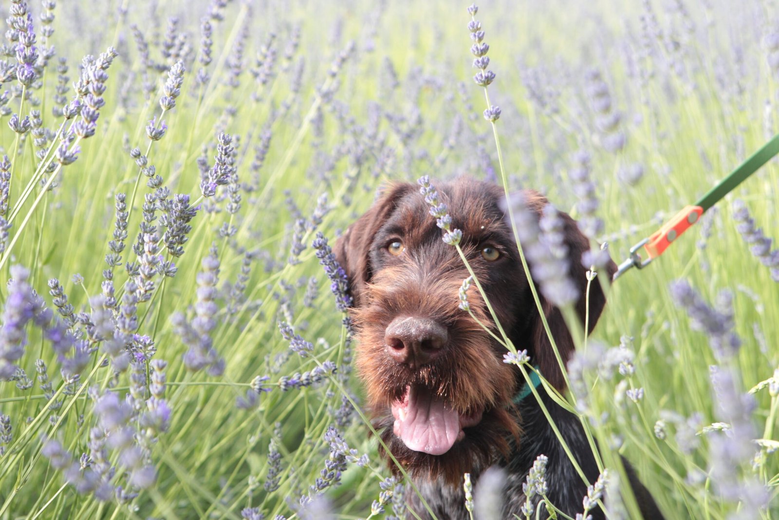 Il muro di mattoni: utilizzi in detection e tracking