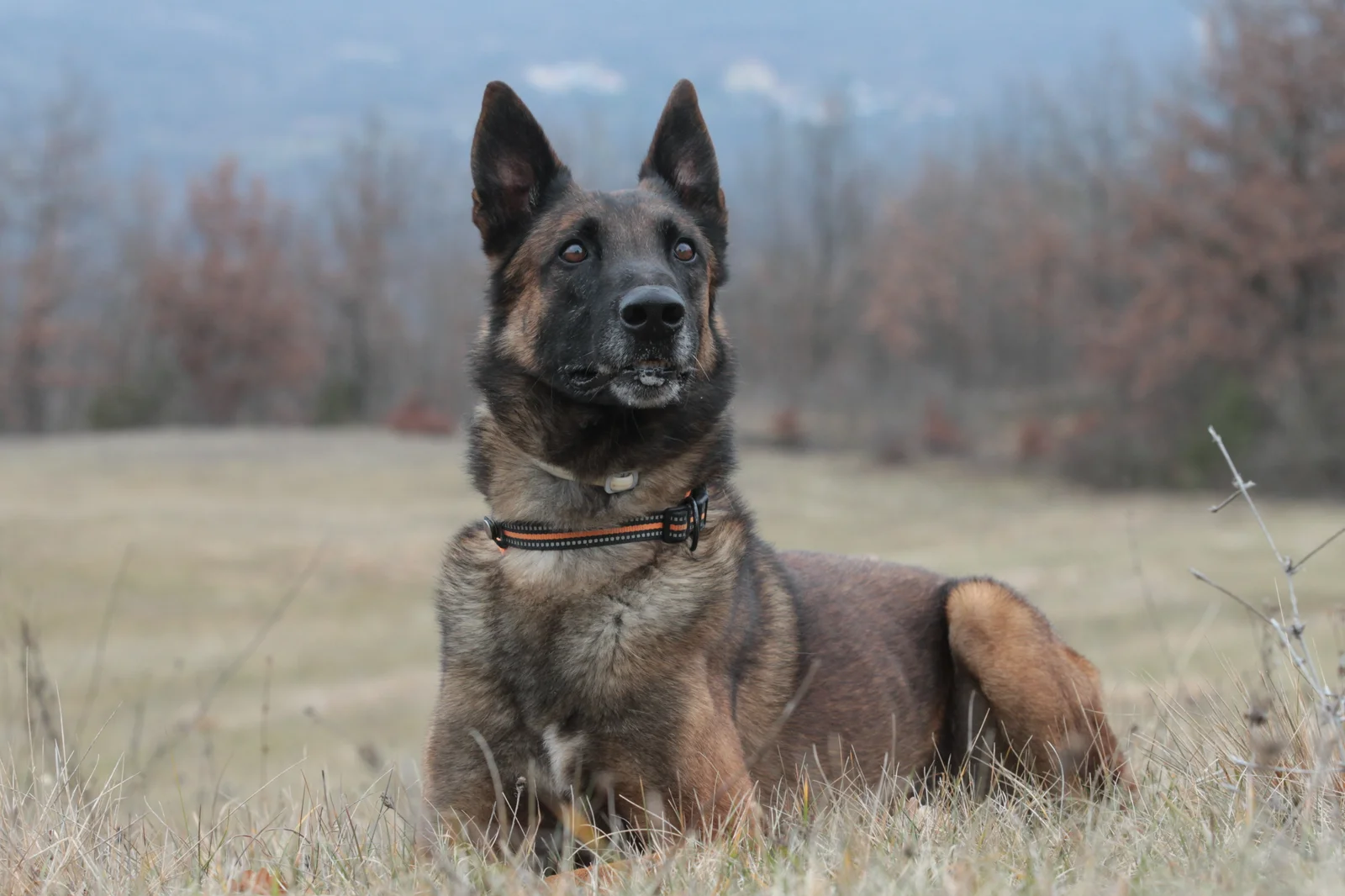 Le fondamenta per il cane da lavoro